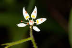 Michaux's saxifrage